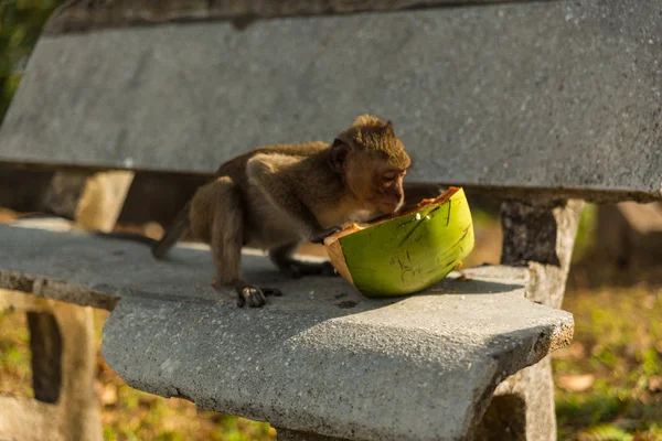 Wilder Affe — Stockfoto