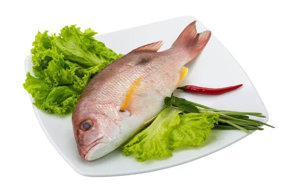 RAW red snapper — стокове фото