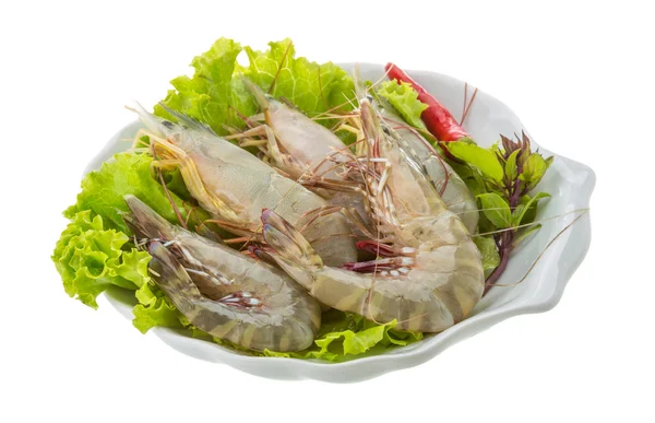 Raw tiger shrimps — Stock Photo, Image