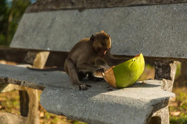 Monyet liar — Stok Foto