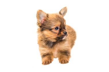 Chihuahua yavrusu