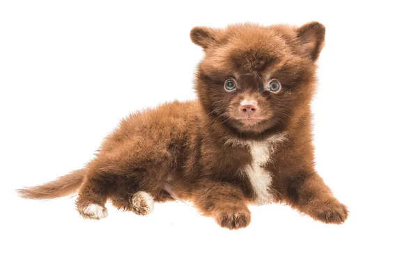 Pomeranian spitz puppy — Stock Photo, Image