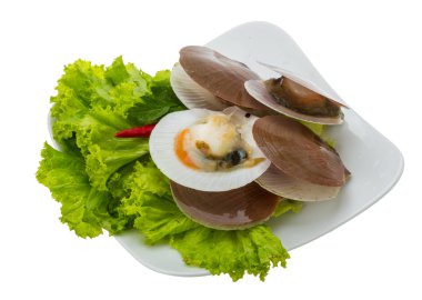 ham taze deniz tarağı