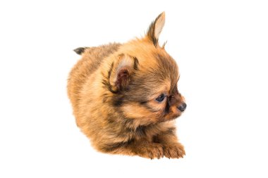 Chihuahua yavrusu
