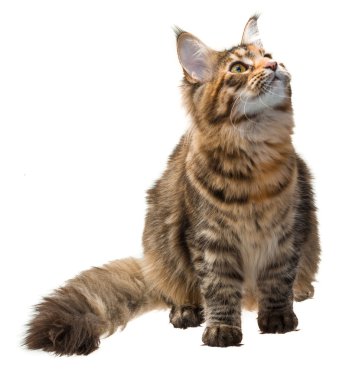 Genç kedi