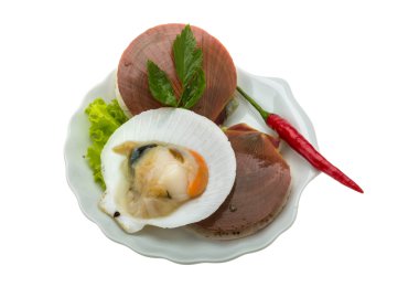 ham taze deniz tarağı