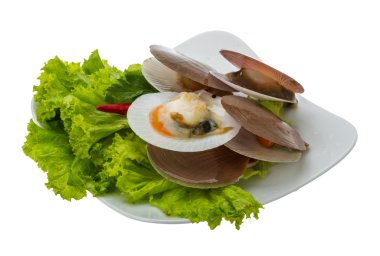 ham taze deniz tarağı