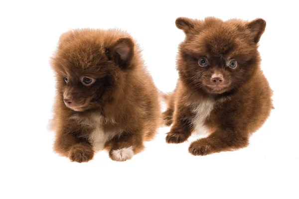 Špic Pomeranian puppy — Stock fotografie