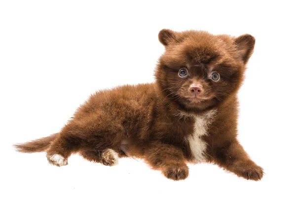 Pomeranian spitz cachorro — Foto de Stock