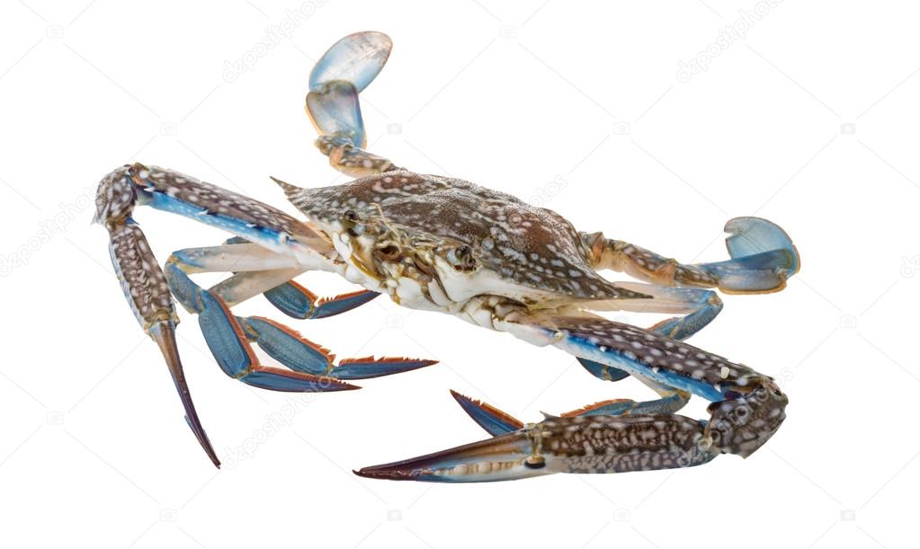 Raw blue crab