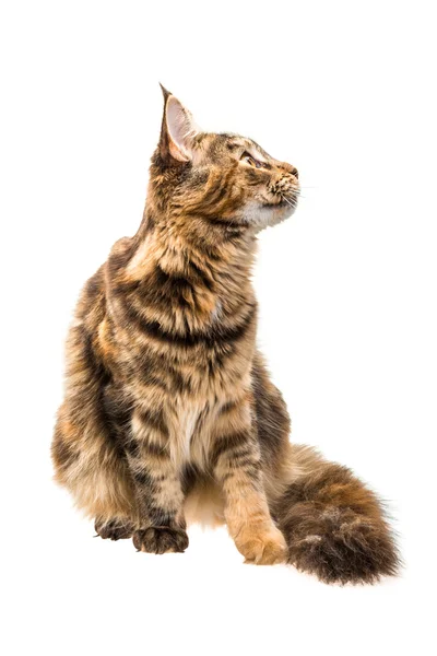 Gato joven — Foto de Stock