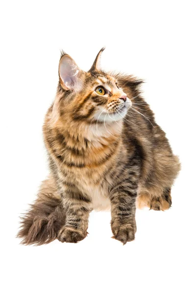 Young cat — Stock Photo, Image