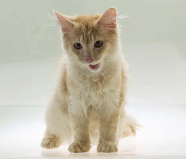 Gato joven — Foto de Stock