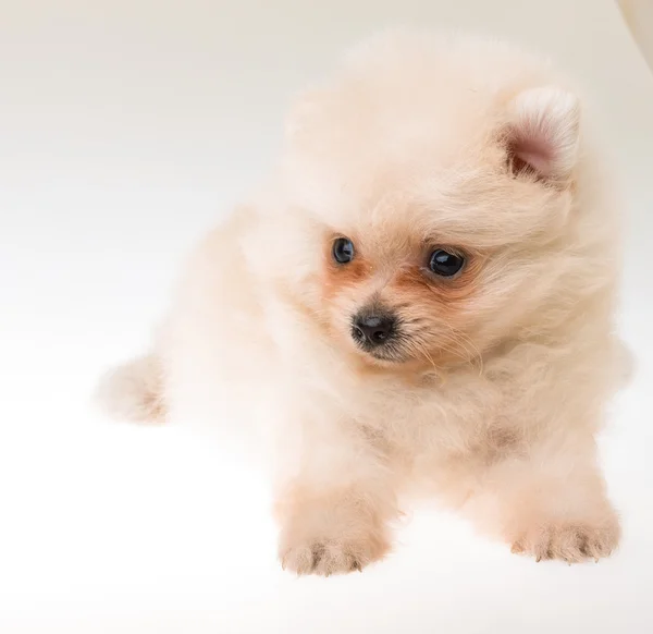 Pomeranian spitz cachorro — Foto de Stock