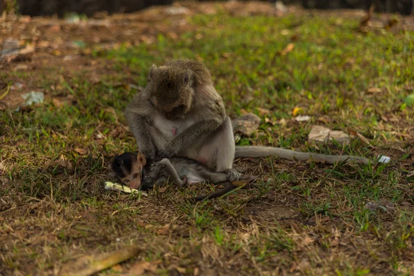 Scimmia selvatica — Foto Stock