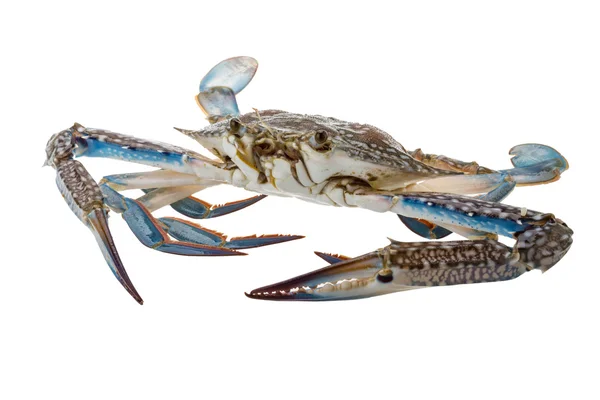 Raw blue crab — Stock Photo, Image