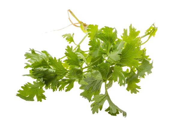 Cilantro — Foto de Stock