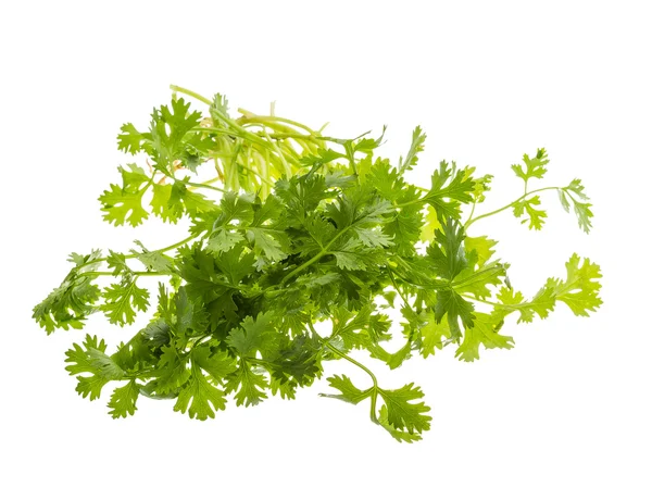 Coriander leaves — Stock Photo, Image