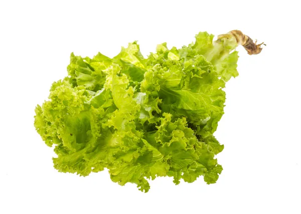 Salade bladeren — Stockfoto