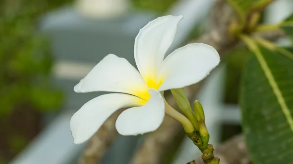 Plumeria λουλούδι — Φωτογραφία Αρχείου