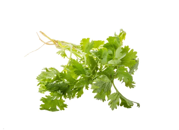 Coriander — Stock Photo, Image