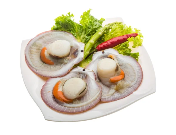 Raw fresh scallop — Stock Photo, Image