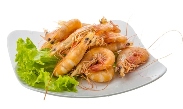 Udang harimau besar — Stok Foto