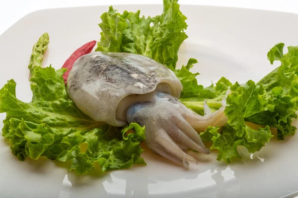 Raw cuttlefish — Stock Photo, Image