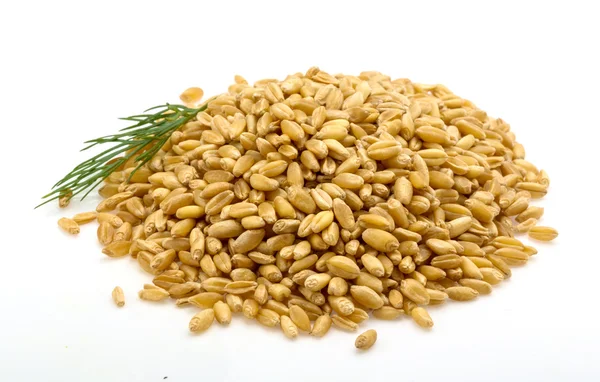 Gold rice — Stock Photo, Image