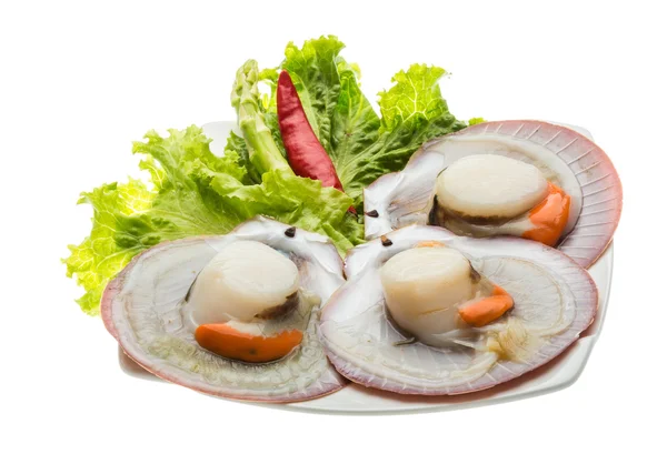 Raw fresh scallop — Stock Photo, Image