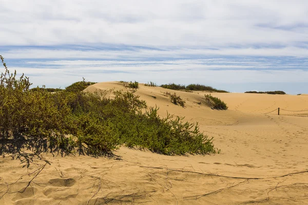 Maspalomas Duna — Zdjęcie stockowe