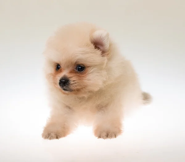 Pomeranian spitz cachorro —  Fotos de Stock