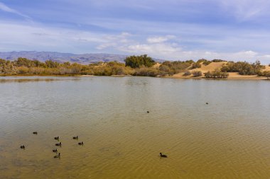 maspalomas dunas vahası