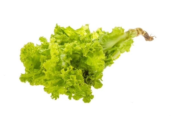 Salade bladeren — Stockfoto