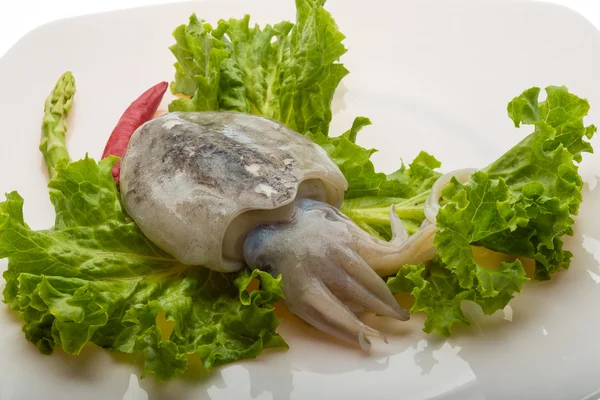 Raw cuttlefish — Stock Photo, Image