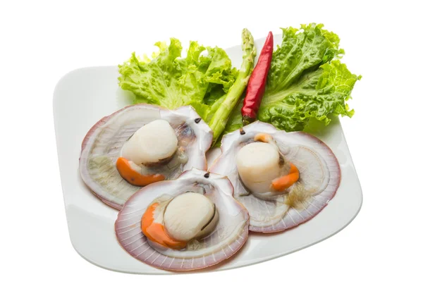 Raw fresh scallop — Stock Photo, Image