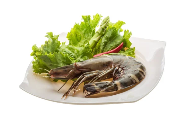 Udang harimau — Stok Foto