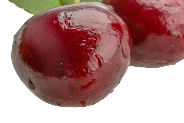 Gean - cherry — Stockfoto