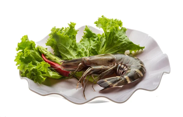 Langostino tigre — Foto de Stock