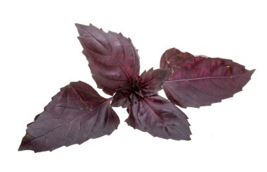 Kırmızı fesleğen yaprağı