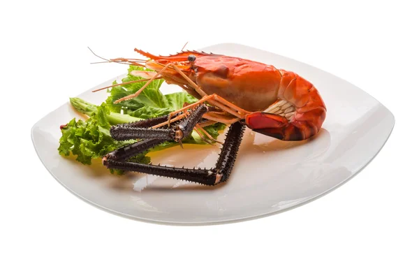 Langostino gigante de agua dulce — Foto de Stock