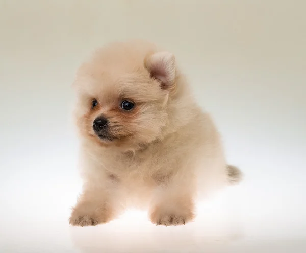 Pomeranian spitz cachorro — Foto de Stock