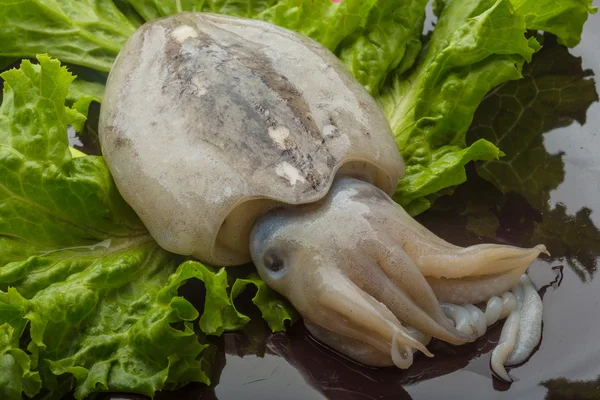 Rå bläckfisk — Stockfoto