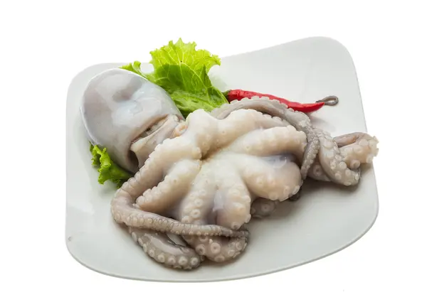 Syrové chobotnice — Stock fotografie