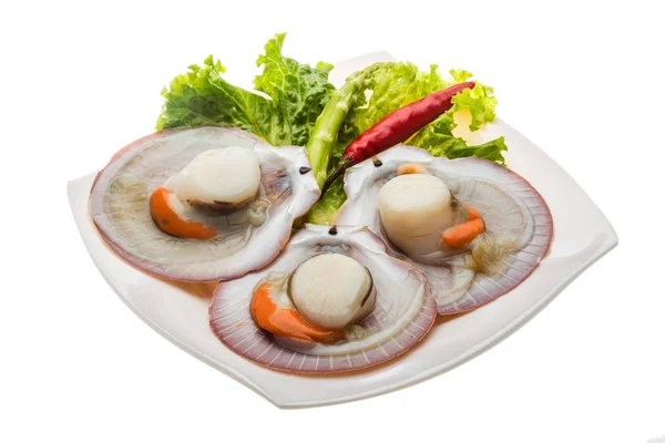 Raw fresh scallop — Stock Photo, Image