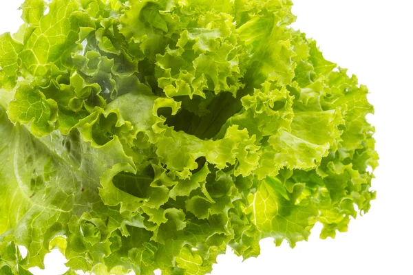 Salad leaves — Stock Photo, Image