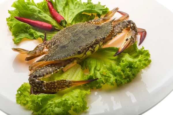 Raw crab — Stock Photo, Image