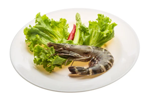 Tiger prawn — Stock Photo, Image