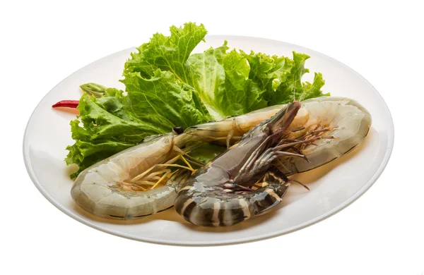 Crevettes roi et jambe d'eau — Photo