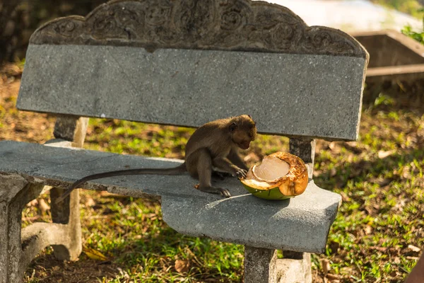 Wilder Affe — Stockfoto